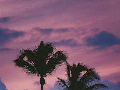 purple sky with palm trees silhouetted in the foreground