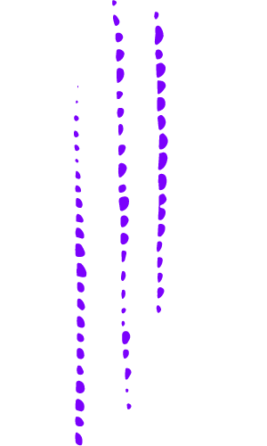dark purple lines
